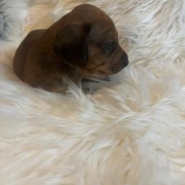 Boy 3 shorthaired black and tan - Black and tan Dachshund puppy in Oklahoma City, Oklahoma from Diana's Dachshunds