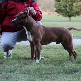 Mikey - American Staffordshire Terrier