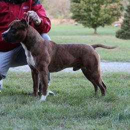 Mikey - American Staffordshire Terrier