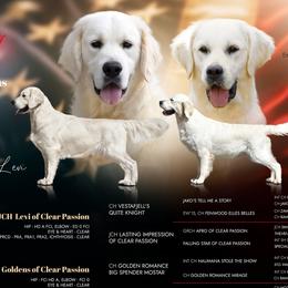 Golden Retriever puppies from OC Goldens
