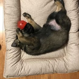 German Shepherd Puppies from Sternenlicht Kennel