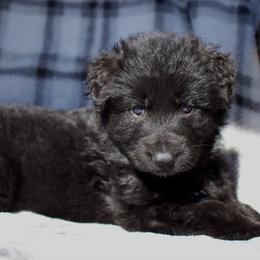 Haze - Black female German Shepherd puppy in Garland, Maine from Vom Schön Traumhund