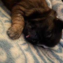 Shih Tzu Puppies from Sun Shih Tzu