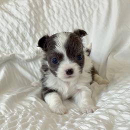 Charlotte - Blue and white female Chihuahua puppy in Menifee, California from Lane’s Little Long Coats