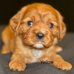 Flurry - Ruby female Cavalier King Charles Spaniel puppy in Ridgeville, South Carolina from Misty Meadow Cavaliers
