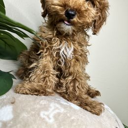 Goldendoodle Puppies from Simply Mini Goldendoodles