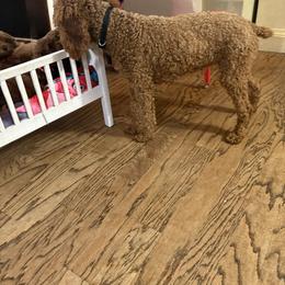 Poodle puppies from SoCal Toy Poodles
