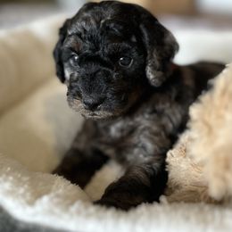 Girl 1 - Phantom Goldendoodle puppy in Bradenton, Florida from Doodle Acres