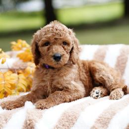 Honey - Red  female Goldendoodle puppy in Spokane, Washington from Puppy Love