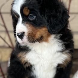 Bernese Mountain Dog Puppies from Bluffside Berners