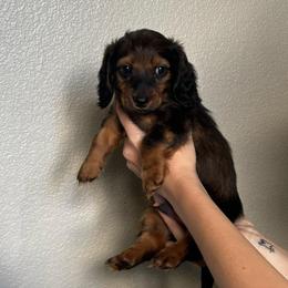 Clyde - Red male Dachshund puppy in Las Vegas, Nevada from Desert Dachshunds