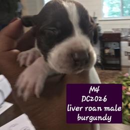 Burgundy - Liver roan male German Shorthaired Pointer puppy in Dahlonega, Georgia from Pointer Mountain Bird Dogs