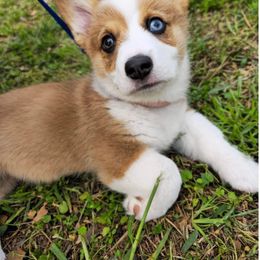 Pembroke Welsh Corgi Puppies from Loves Classic Corgis
