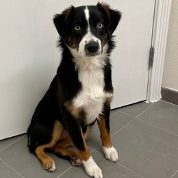 Emma - Miniature Australian Shepherd