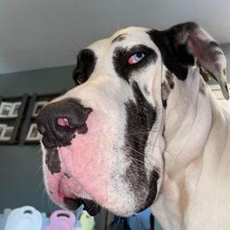 Kylo - Great Dane