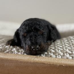 Phantom Male- Waffle - Phantom male Bernedoodle puppy in Modesto, California from Central Valley Canine Companions