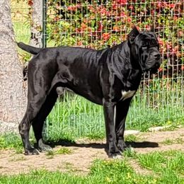Grizz - Cane Corso