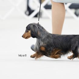 Dachshunds from PriMar Miniature Longhaired Dachshunds
