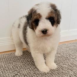 Kenny - Blue merle male Aussiedoodle puppy in Heber City, Utah from Junipersdoodles