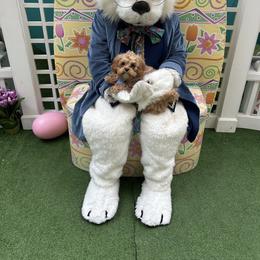Cavapoo Puppies from Woodland poodles and Cavapoos