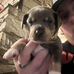 Rat Terrier Puppies from The Puppy Patch Rat Terriers