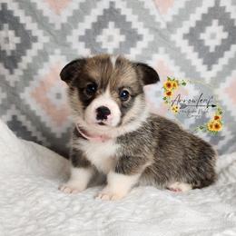 Pattie DM CLEAR - Sable female Pembroke Welsh Corgi puppy in Idaho from Arrowleaf Corgis