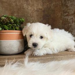 Cavapoo and Coton de Tulear Puppies from Big Gulch Puppies