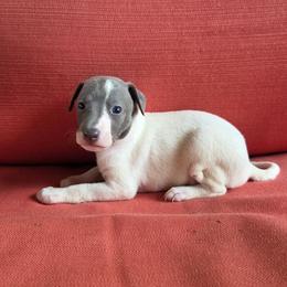Oxford - White and blue male Italian Greyhound puppy in Parsons, Kansas from Feathered Cactus Farm
