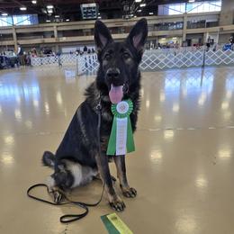 Lachlan - German Shepherd
