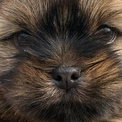 Shorkies and Yorkshire Terriers from Yorkies of Escondido