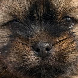 Shorkies and Yorkshire Terriers from Yorkies of Escondido