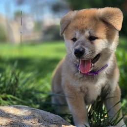Girl 1 - Red female Japanese Akitainu puppy in Payson, Utah from Havoc Akitas