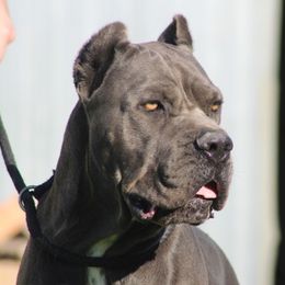 Capri - Cane Corso