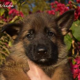 Periwinkle Collar - Sable male German Shepherd puppy in Orlando, Florida from AceHaven Canines