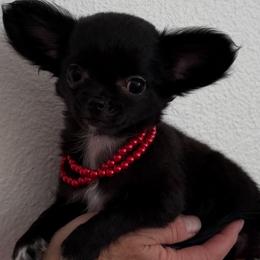 Tiny Sapphire 5,900 - Black and white female Chihuahua puppy in Burleson, Texas from Tiny Diiamond Chihuahua