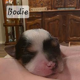 Bodie - Parti male Yorkshire Terrier puppy in San Angelo, Texas from Eleventyseven Yorkies