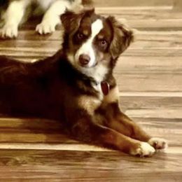 Miniature Australian Shepherd Puppies from Integrity Aussies Tx