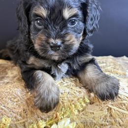 Magnum - Black and tan male Cavapoo puppy in Mena, Arkansas from Ouachita Gold Diggers
