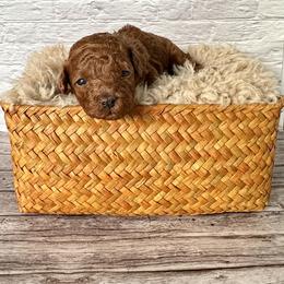 Truffle (AKC) - Red  male Poodle puppy in Riverside, California from Red Toy Poodle World