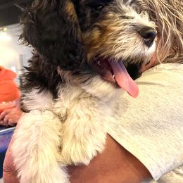 Bernedoodle Puppies from Orlando Bernedoodles