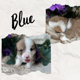 Blue - Sable male Pembroke Welsh Corgi puppy in Berne, New York from At Ease Acres
