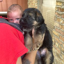 Green Collar Boy - Black and red male German Shepherd puppy in Gunter, Texas from Gunter Gables German Shepherds