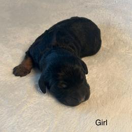 Gorgeous Girl - Black white and tan female Springerdoodle puppy in Tempe, Arizona from Springerdoodles Plus AZ