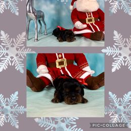 Onyxglow - Black and tan male Cavalier King Charles Spaniel puppy in De Pere, Wisconsin from Rose Garden Kennels