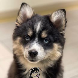 Dante - Pomsky