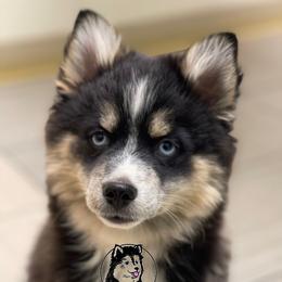 Dante - Pomsky