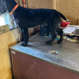 Willow - English Cocker Spaniel