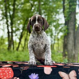 Female Show Prospect Co-Owned - Liver and white female German Shorthaired Pointer puppy in Kentucky from OutBark Dogs & Kennels