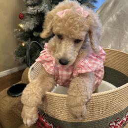 Grace ( Harlow ) - Apricot female Poodle puppy in Mobile, Alabama from Semmy’s Standard Poodle LLC