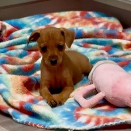 Video Farrah - Stag red female Miniature Pinscher puppy in Eatonton, Georgia from TNT Puppies